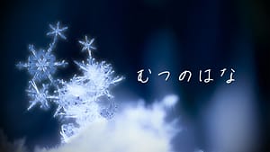 「むつのはな」feat.Fukase -2025/11/29